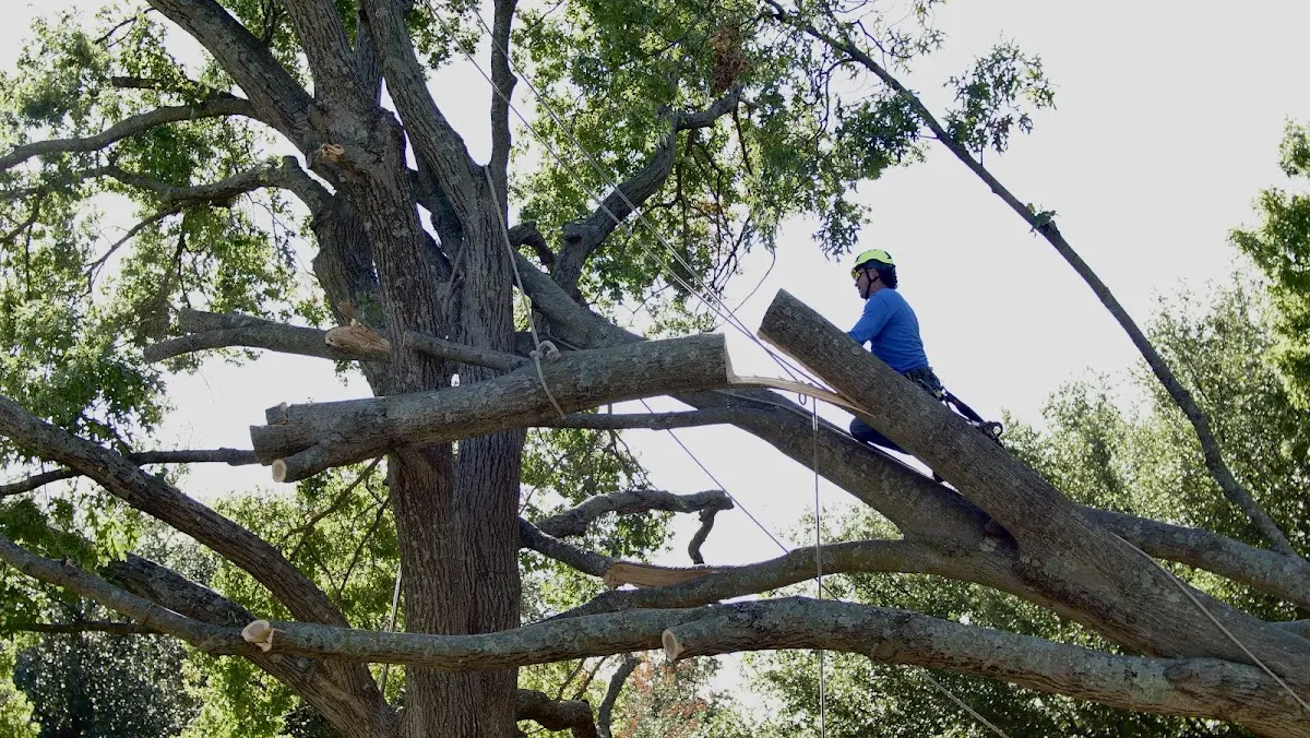 Professional Hazardous Tree Removal performed by certified arborists in Alton
