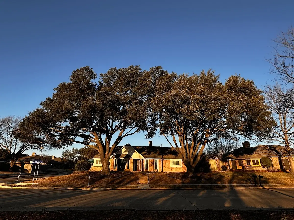 Established residential canopy tree shading a home in Alton