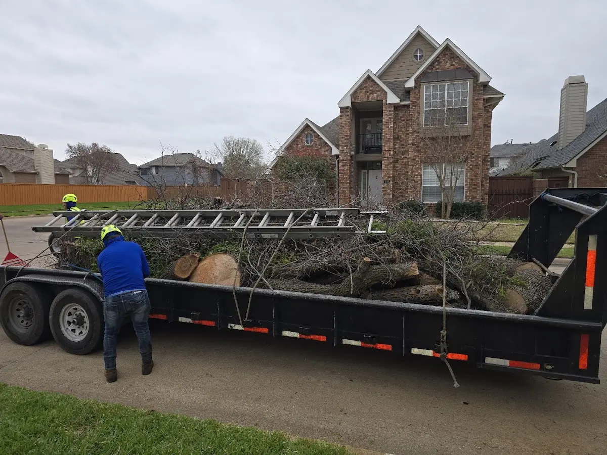 Expert Tree Removal with proper safety equipment in Alton